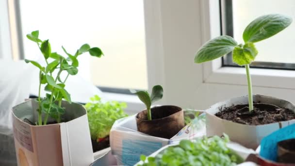 4k. Jonge zaailingen in potten en dozen op wit venster. Hoe om voedsel te verbouwen thuis op vensterbank. spruiten groene plant en huis tuinieren. — Stockvideo