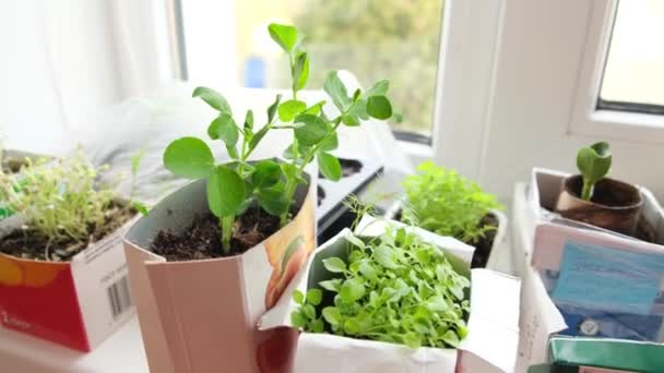 4k. Νέοι σπόροι σε γλάστρες και κουτιά σε λευκό παράθυρο. Πώς να καλλιεργείς φαγητό στο σπίτι στο περβάζι του παραθύρου. βλαστοί πράσινο φυτό και κηπουρική στο σπίτι. — Αρχείο Βίντεο