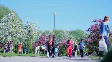 4 bin. Şehir parkında birlikte yürüyen insanlar. Bir grup arkadaş ve aile. Hafta sonu. Kiraz ve elma baharı veya yaz çiçeği. St. Petersburg Rusya 04jun2020.