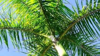 Palmiye ağaçlarının altında dönüyor. Yeşil palmiye yapraklarına bakıyorum. Seyahat ve yaz konsepti. 360 derece dönüş. yavaş çekim