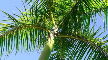 Palmiye ağaçlarının altında dönüyor. Yeşil palmiye yapraklarına bakıyorum. Seyahat ve yaz konsepti. 360 derece dönüş. yavaş çekim