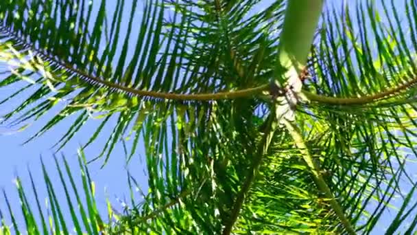 Kręcąc się pod palmami. Patrząc na zielone liście palmy. Koncepcja podróży i lata. Obrót 360. — Wideo stockowe