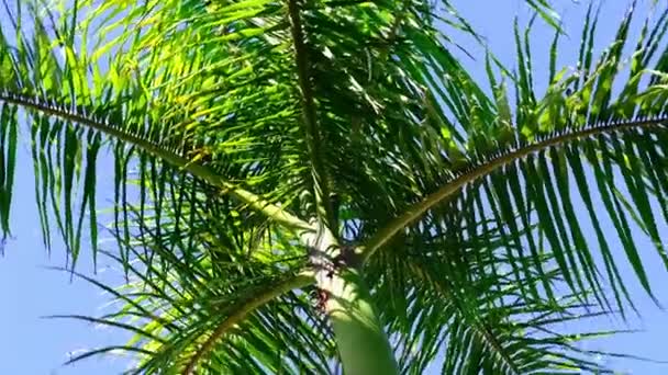 종려나무 밑에서 잔 자있었노라. 푸른 야자나무 잎을 올려다보고 있다. 여행 과 여름 개념. 360 도 회전. 느린 동작 — 비디오
