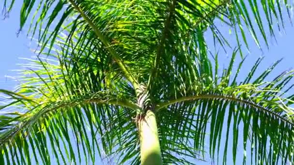 Je tourne sous les palmiers. Levant les yeux vers les feuilles de palmier vert. Voyage et concept d'été. Rotation 360. au ralenti — Video