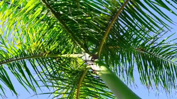 Je tourne sous les palmiers. Levant les yeux vers les feuilles de palmier vert. Voyage et concept d'été. Rotation 360. au ralenti — Video