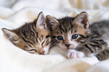İki çizgili kedi yavrusu beyaz battaniyenin üzerinde uyuyor. Evcil hayvan kavramı