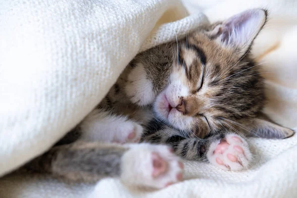 Malé pruhované koťátko spí přikryté bílou lehkou pokrývkou. Koncept roztomilých mazlíčků. — Stock fotografie