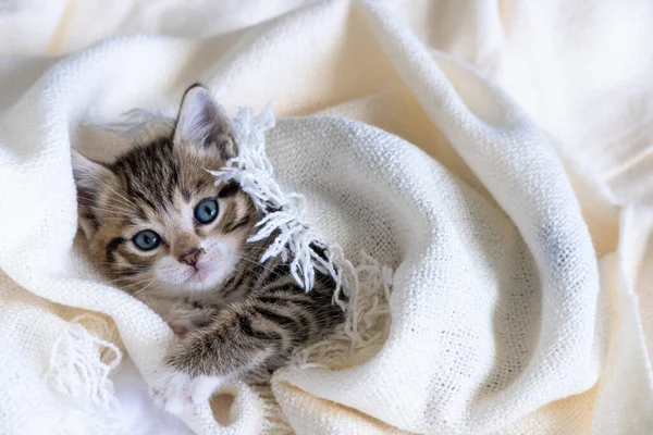 Yatağın üzerinde beyaz bir battaniyeyle yatan çizgili şirin kedi yavrusu. Kameraya bakıyorum. Sevimli evcil hayvan kavramı. — Stok fotoğraf