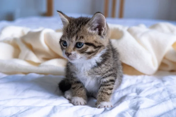 Pequeño gatito de rayas sentado en la cama manta de luz blanca. Concepto de mascotas adorables domésticas — Foto de Stock