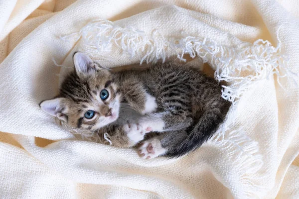 Yatağın üzerinde beyaz bir battaniyeyle yatan çizgili şirin kedi yavrusu. Kameraya bakıyorum. Sevimli evcil hayvan kavramı. — Stok fotoğraf