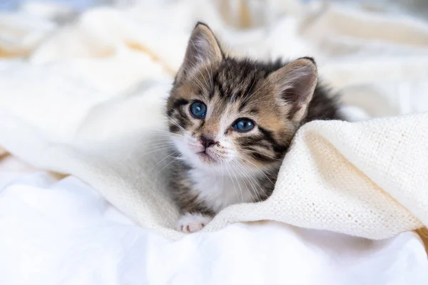 Small striped kitten sitting on bed white light blanket. Concept of domestic adorable pets — Stock Photo, Image