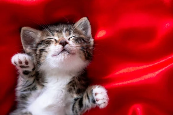 Sevimli, sırtüstü uzanmış kırmızı üzerinde uyuyan çizgili kedi yavrusu. Kopyalama. Sevimli kediler, sevgililer günü kartları ve Noel kartı. — Stok fotoğraf