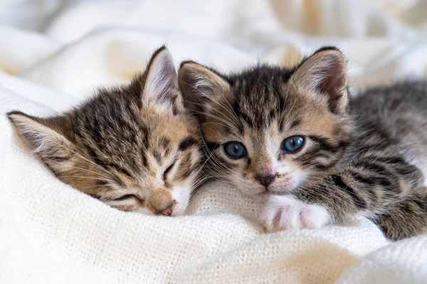 Zwei kleine gestreifte Kätzchen, die auf einer weißen Decke schlafen. Konzept der häuslichen liebenswerten Haustiere — Stockfoto