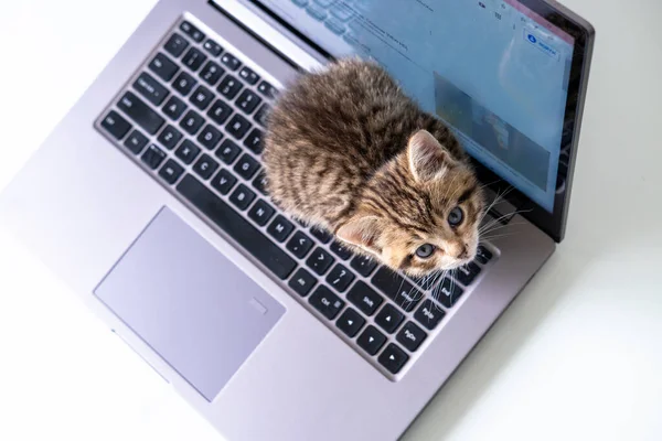 Küçük çizgili kedi yavrusu dizüstü bilgisayarda oturup kameraya bakıyor. Üst görünüm.