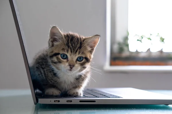 Small striped kitten sitting on laptop keyboard and looking at home Top view. Copyspace. Freelance , remotely online work and education — Stock Photo, Image