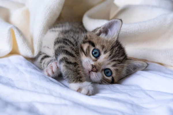 Słodki kociak w paski leżący biały koc na łóżku. Patrzę w kamerę. Pojęcie uroczych zwierzątek domowych. — Zdjęcie stockowe