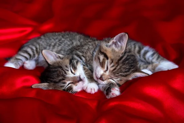 Két imádnivaló csíkos cica alszik a vörös takarón. Aranyos háziállat macskák, Valentin-napi és karácsonyi kártya — Stock Fotó