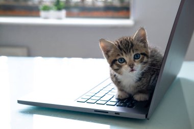 Küçük çizgili kedi yavrusu dizüstü bilgisayarda oturuyor ve ev manzarasına bakıyor. Kopyalama. Serbest, uzaktan çevrimiçi iş ve eğitim