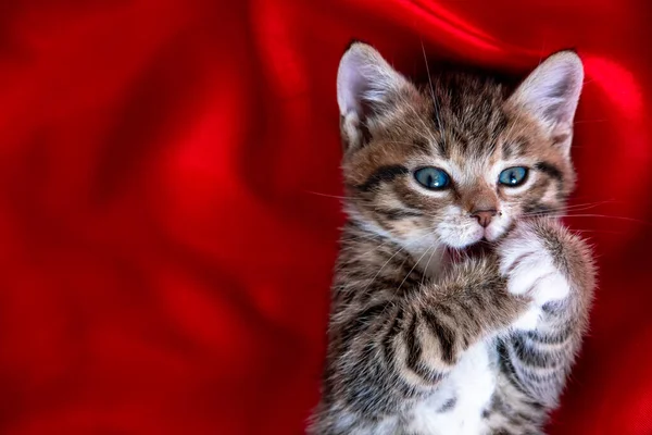 Paski kotek leżący na plecach Łapy w ustach na czerwonym tekstyliów. Patrzę w kamerę. Przestrzeń kopiowania. Cute kotów domowych, Walentynki i kartka świąteczna. — Zdjęcie stockowe