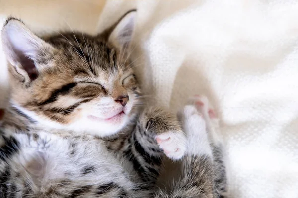 Malé pruhované koťátko spí přikryté bílou lehkou pokrývkou. Koncept roztomilých mazlíčků. — Stock fotografie