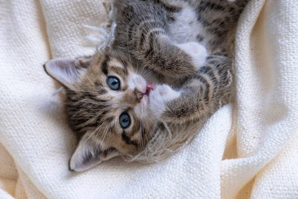 Güzel çizgili kedi yavrusu beyaz bir battaniye ile yatakta yatıyor. Kameraya bakıyorum. Sevimli küçük evcil hayvan kavramı. — Stok fotoğraf