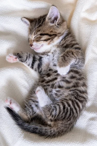 Lindo gatito rayado yaciendo manta blanca en la cama. Mirando la cámara. Concepto de adorables mascotas. — Foto de Stock