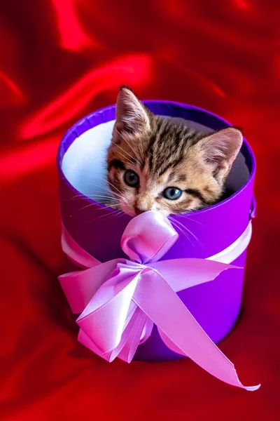 Proužkované kotě vykoukne z dárkové krabice na červeném pozadí. Narozeniny a prázdniny — Stock fotografie