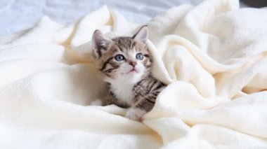 4K çizgili evcil kedi yatakta beyaz bir battaniyeyle yatıyordu. Kameraya bakıyorum. Sevimli evcil hayvan kavramı. 