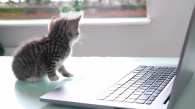 4K küçük çizgili evcil kedi. Kedi yavrusu dizüstü bilgisayarda oturuyor. Serbest, uzaktan çevrimiçi iş ve eğitim