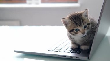 4K küçük çizgili kedi yavrusu dizüstü bilgisayarda oturuyor ve kameraya bakıyor. Serbest, uzaktan çevrimiçi iş ve eğitim