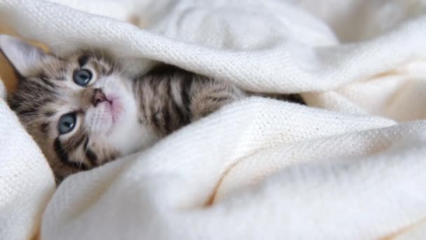 4k Schattig gestreept huiselijk kitty liggend bedekt wit licht deken op bed. Ik kijk naar de camera. Concept van schattige huisdieren. — Stockvideo