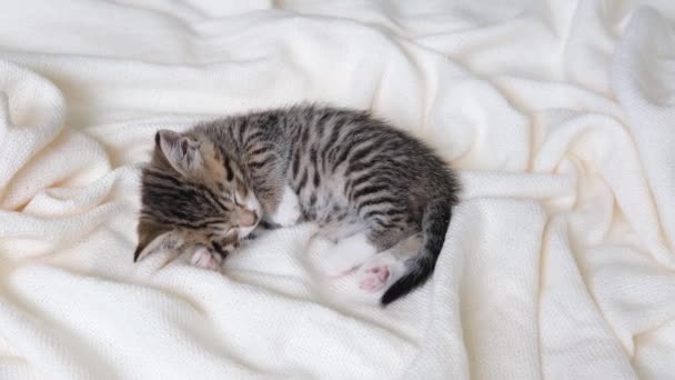 4k Zoom on sleeping striped domestic kitty lying on white light blanket on bed. Sleep cat. Concept of adorable pets. — Stock Video