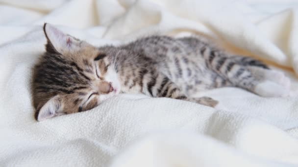4k striped domestic kitty lying on white light blanket on bed. Sleep cat. Concept of adorable pets. — Stock Video