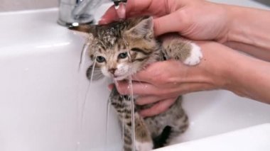 4K Komik ıslak çizgili tekir kedicik banyo yapıyor. Temiz hayvanlar. Kadın elleri kediyi lavaboda yıkıyor. Suyun altındaki kedi.