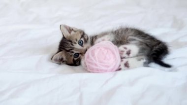4K çizgili evcil kedi evde oynuyor. Beyaz yatakta pembe topları olan sevimli kedi.