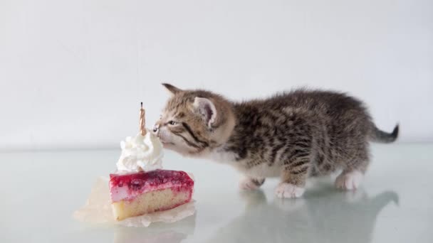 4k. Joyeux chaton, anniversaire. Mignon chaton domestique déshabillé manger gâteau d'anniversaire sur table blanche. Anniversaire ou chat de vacances — Video