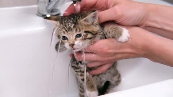 4k変なぬれたストライプのタビー可愛い子猫がお風呂に入っています。きれいなペット。女の手は流しで子猫を洗う。水中の猫. — ストック動画