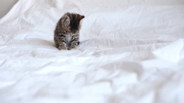 4k Divertente bagnato a strisce tabby carino gattino leccare pelliccia dopo aver fatto il bagno sul letto bianco. Pulito gattino animale domestico. — Video Stock