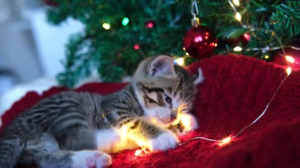 4k Little curioso divertido gatito a rayas juega con luces de Navidad guirnalda y bola roja en el árbol de Navidad. Gato con luces en la boca — Vídeos de Stock