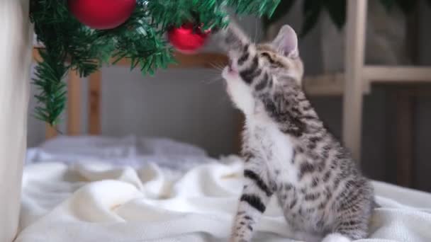 4k Pequeño gatito rayado curioso juega con la bola roja de Navidad. gatito rompió y dejó caer el árbol de Navidad. Situación graciosa — Vídeos de Stock