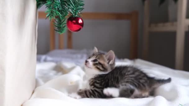 4k Kleine neugierige gestreifte Kätzchen spielen mit roter Kugel am Weihnachtsbaum. — Stockvideo