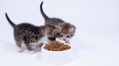 4k iki küçük çizgili kedi yavrusu büyük kâseye doğru koşar ve küçük kediler için kuru kedi maması yemeye başlar. Beyaz arka planda kedi maması reklamı.