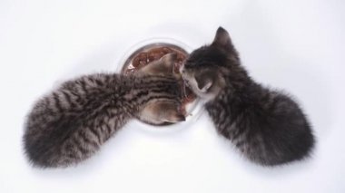 4k Top View iki çizgili kedi yavrusu küçük kediler için taze kedi maması yiyorlar. Beyaz arka planda ıslak kedi maması reklamı.