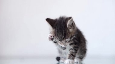 4k kedi yavrusu yemekten sonra dudaklarını yalıyor, patisiyle yıkıyor. Ağızlık beyaz arka planda beyaz yiyecekle lekelenmiş.