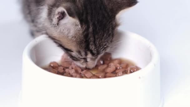 4k Закрытый полосатый котенок ест свежую кошачью пищу для маленьких котят. Реклама мокрой кошачьей еды на белом фоне — стоковое видео