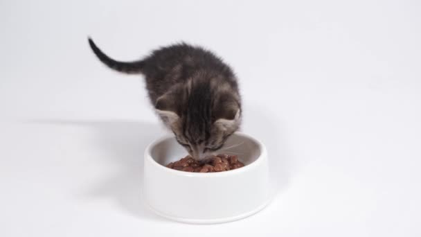 4k Dois pequenos gatinhos listrados correm até a tigela com comida e começam a comer comida de gato enlatada para pequenos gatinhos. Publicidade comida de gatinho molhada no fundo branco. — Vídeo de Stock