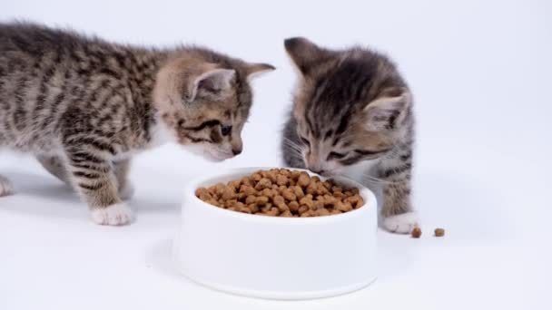 4k due piccoli gattini a strisce corrono fino a ciotola grande con il cibo e iniziano a mangiare cibo per gatti secco per piccoli gattini. Pubblicità cibo gattino su sfondo bianco. — Video Stock