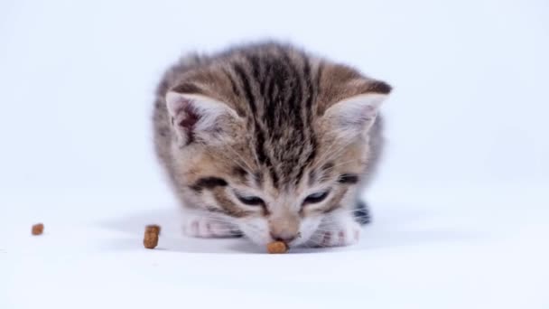 4k Close-up gestreepte kitten eet vers droog kattenvoer voor kleine kittens. Reclame kitty voedsel op witte achtergrond — Stockvideo