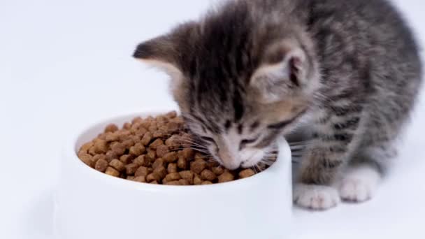 4k Close up striped kitten eats fresh dry cat food for small kittens. Advertising kitty food on white background — Stock Video