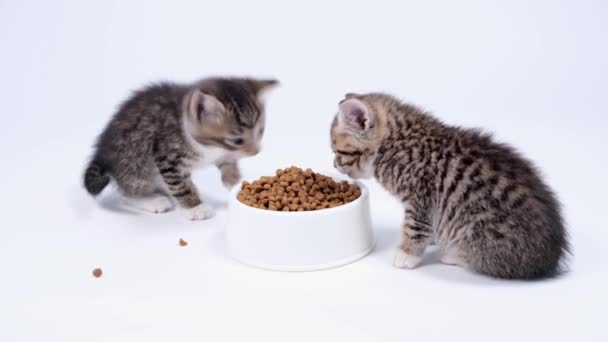 4k dois gatinhos listrados comendo comida fresca de gato seco para pequenos gatinhos. Publicidade kitty food no fundo branco — Vídeo de Stock